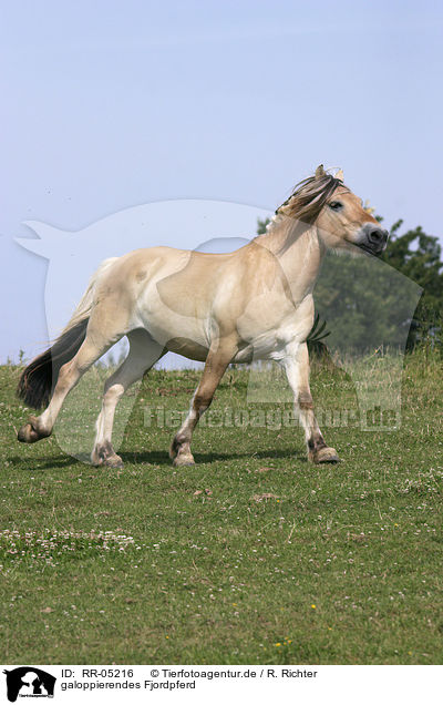 galoppierendes Fjordpferd / running horse / RR-05216