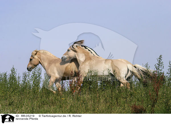 rennende Pferde / RR-05219