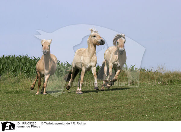 rennende Pferde / running horses / RR-05220