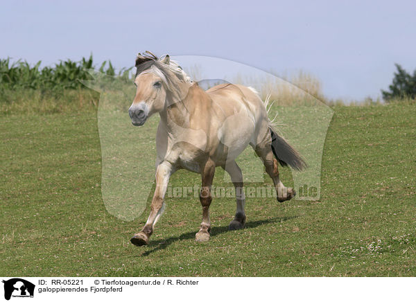 galoppierendes Fjordpferd / running horse / RR-05221