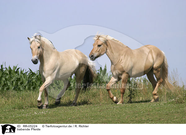 trabende Pferde / RR-05224