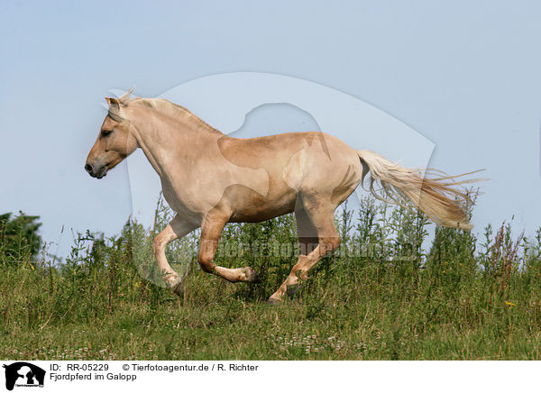 Fjordpferd im Galopp / running horse / RR-05229