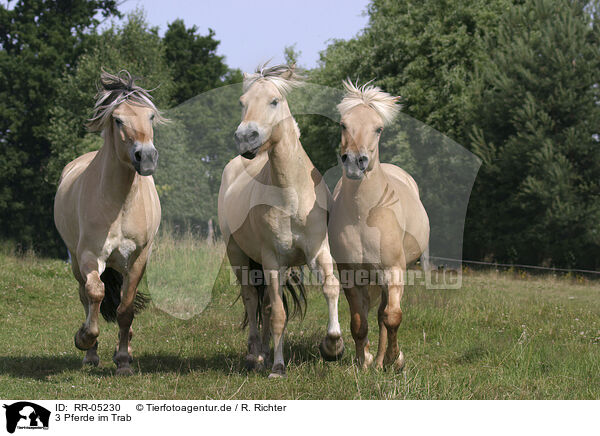 3 Pferde im Trab / RR-05230