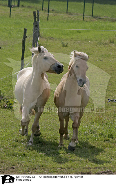 Fjordpferde / Fjord Horses / RR-05232