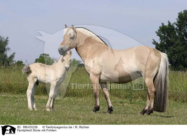 Fjordpferd Stute mit Fohlen / mare with foal / RR-05236