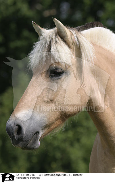 Fjordpferd Portrait / Fjord Horse Portrait / RR-05246