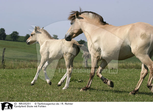 Fjordpferd Stute mit Fohlen / mare with foal / RR-05251