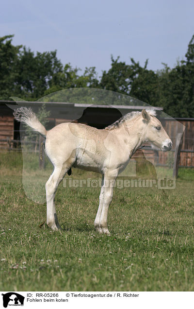 Fohlen beim koten / shitting foal / RR-05266