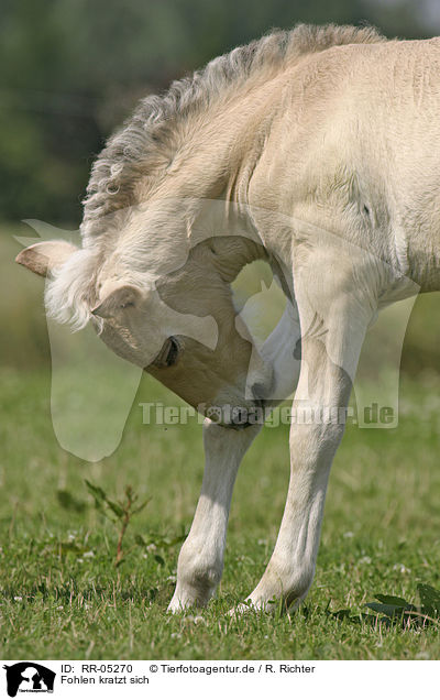 Fohlen kratzt sich / cleaning foal / RR-05270