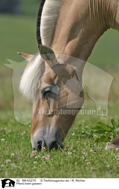 Pferd beim grasen / RR-05275