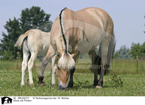 Stute mit Fohlen / mare with foal / RR-05277
