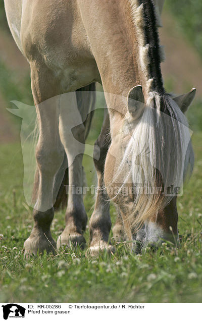 Pferd beim grasen / grazing horse / RR-05286