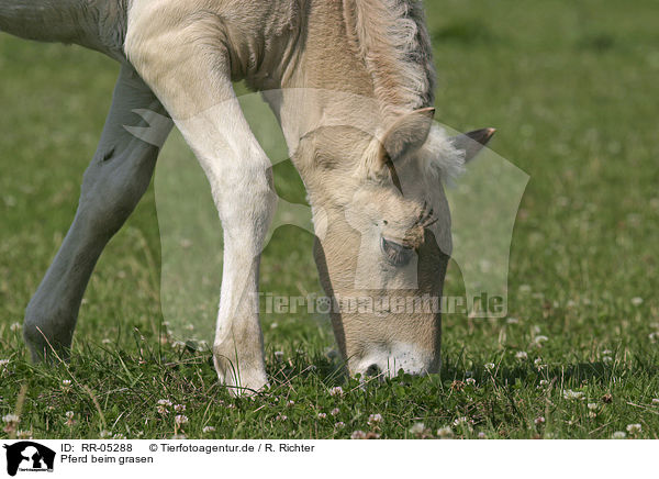 Pferd beim grasen / grazing horse / RR-05288