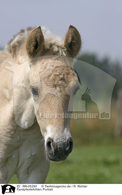 Fjordpferdefohlen Portrait / foal portrait / RR-05290