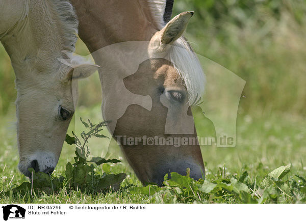 Stute mit Fohlen / mare with foal / RR-05296