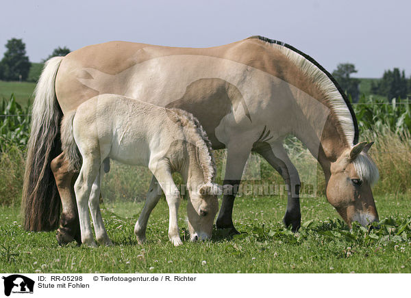 Stute mit Fohlen / mare with foal / RR-05298