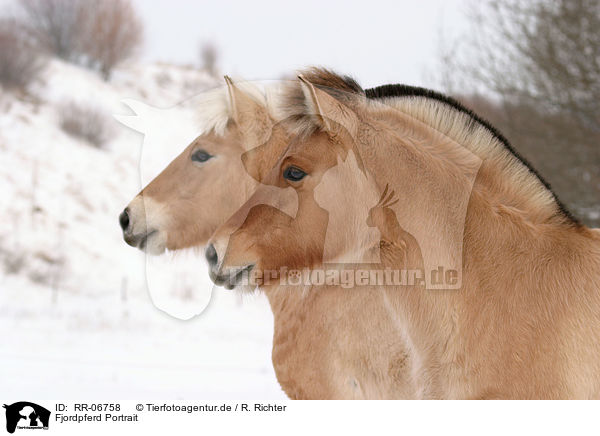 Fjordpferd Portrait / Fjord Horse Portrait / RR-06758