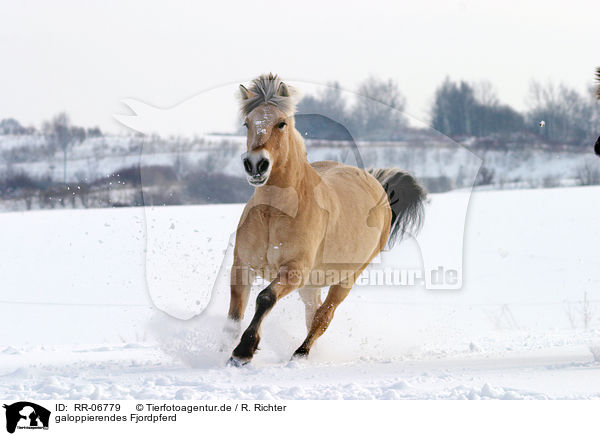 galoppierendes Fjordpferd / running horse / RR-06779