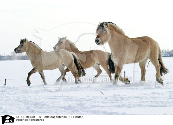 trabende Fjordpferde / trotting horses / RR-06780