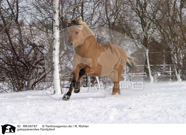 galoppierendes Fjordpferd / running horse / RR-06787