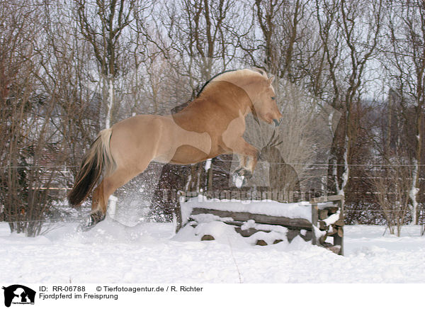 Fjordpferd im Freisprung / jumping horse / RR-06788