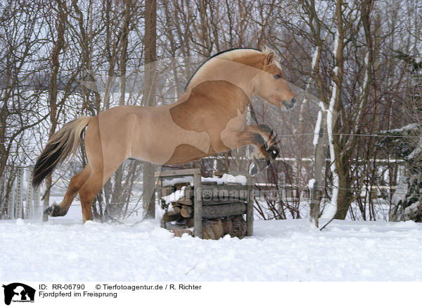Fjordpferd im Freisprung / jumping horse / RR-06790
