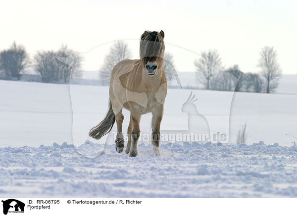 Fjordpferd / Fjord Horse / RR-06795