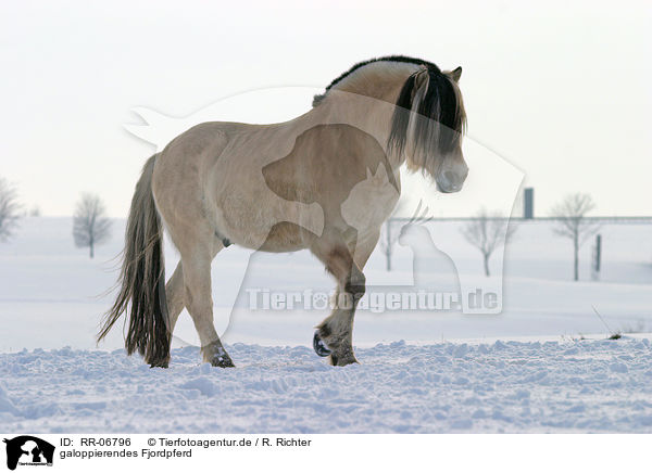 galoppierendes Fjordpferd / running horse / RR-06796