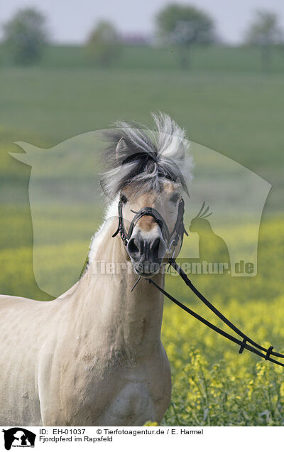 Fjordpferd im Rapsfeld / Fjord Horse in rape field / EH-01037
