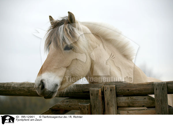 Fjordpferd am Zaun / Fjord Horse at fence / RR-12961