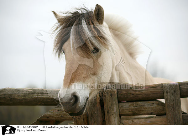 Fjordpferd am Zaun / Fjord Horse at fence / RR-12962