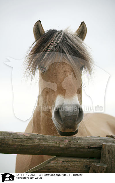 Fjordpferd am Zaun / Fjord Horse at fence / RR-12963