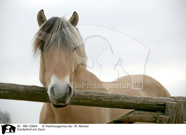 Fjordpferd am Zaun / Fjord Horse at fence / RR-12964