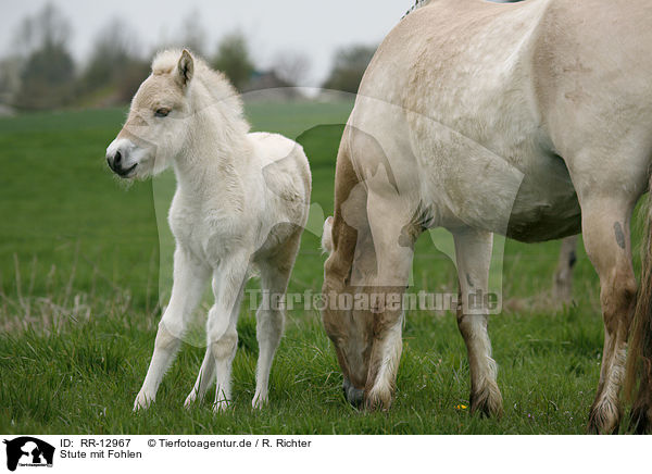 Stute mit Fohlen / mare with foal / RR-12967