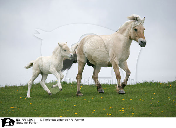 Stute mit Fohlen / mare with foal / RR-12971
