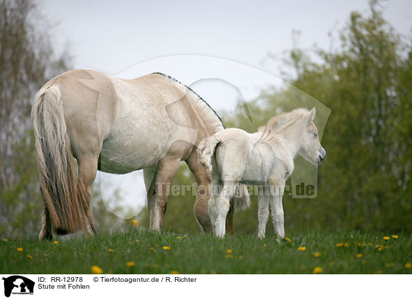 Stute mit Fohlen / mare with foal / RR-12978