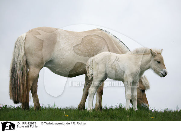 Stute mit Fohlen / mare with foal / RR-12979