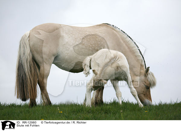 Stute mit Fohlen / mare with foal / RR-12980