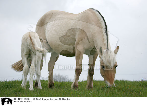 Stute mit Fohlen / mare with foal / RR-12996