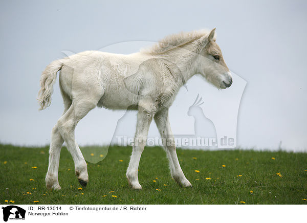 Norweger Fohlen / foal / RR-13014