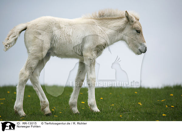 Norweger Fohlen / foal / RR-13015