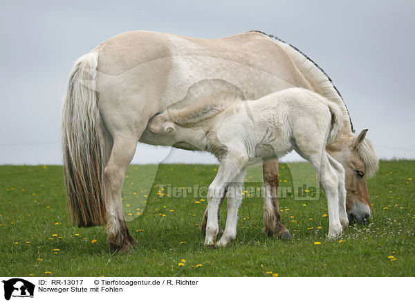 Norweger Stute mit Fohlen / mare wiht foal / RR-13017