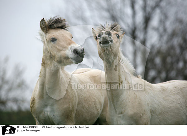 junge Norweger / young horses / RR-13030
