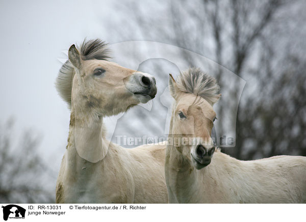 junge Norweger / young horses / RR-13031