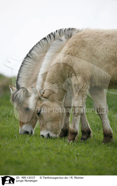 junge Norweger / young horses / RR-13037