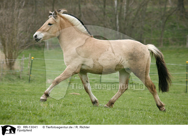 Fjordpferd / Fjord Horse / RR-13041