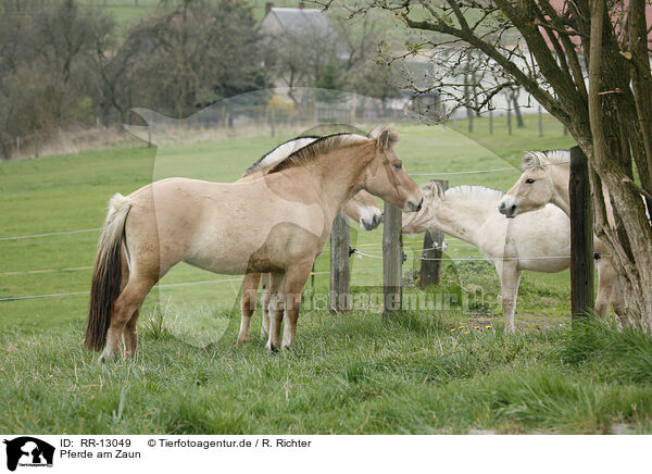 Pferde am Zaun / Fjord Horses / RR-13049