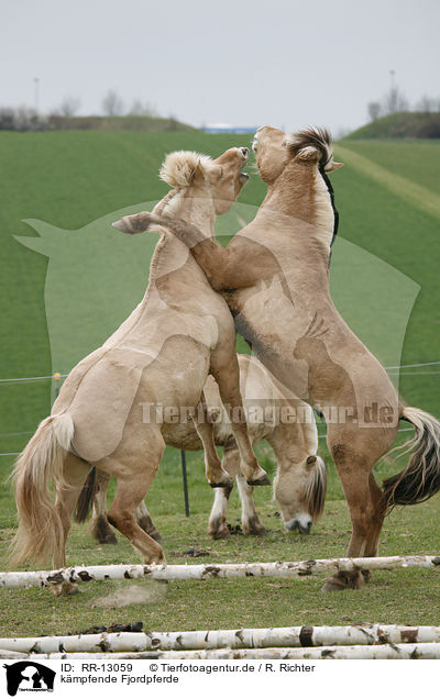 kmpfende Fjordpferde / fighting horses / RR-13059