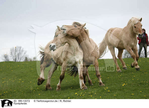 Fjordpferde / Fjord Horses / RR-13072