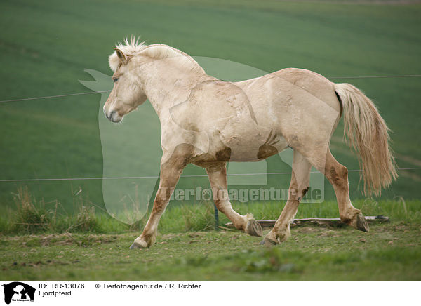 Fjordpferd / Fjord Horse / RR-13076